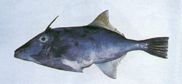 (Thamnaconus Smith, 1949) Род Тамнаконусы, Тамнаконы, Genus Thamnaconus